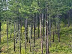 -莫尔道嘎国家森林公园