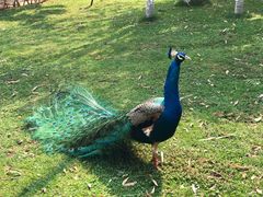 -昆明动物园