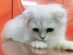-思琪宠物医院(昆山花桥店)