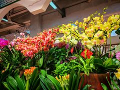 -双季花艺园艺市场(浦东店)