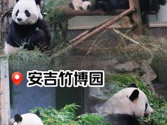 -安吉竹博园