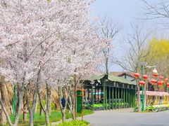 -泗洪洪泽湖湿地景区