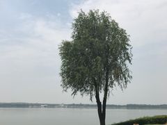 -丁香湖公园