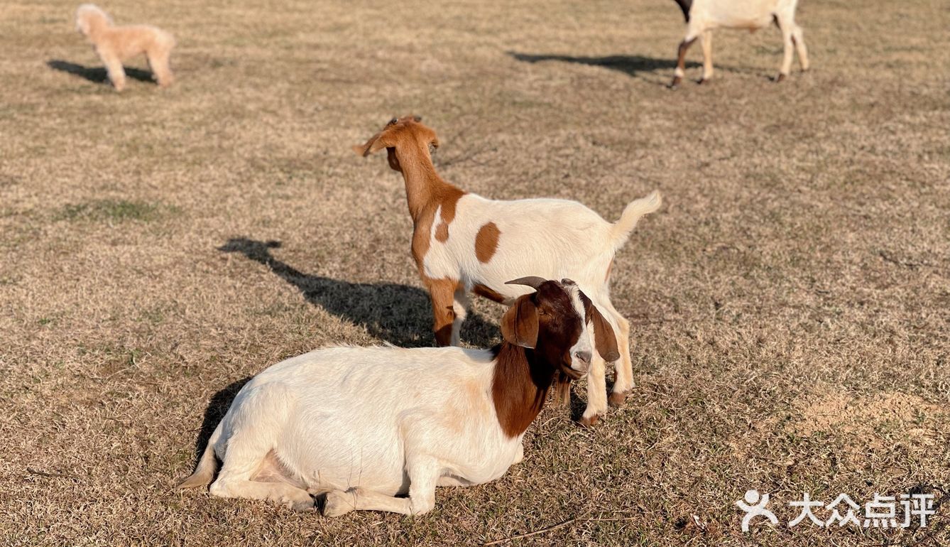南昌拍照📸打卡 | 江滩上的羊咩咩🐏