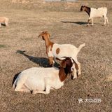 南昌拍照📸打卡 | 江滩上的羊咩咩🐏