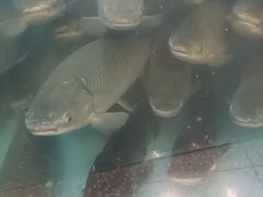 -淘米捞·米汤脆鲩鱼火锅(福田皇岗店)