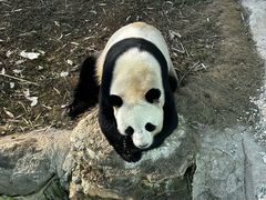 -栾川竹海野生动物园