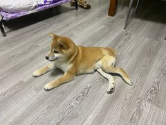 -爱侣宠医·鹦鹉专科·小型哺乳类·异宠专科(灵石路店)