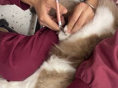 -瑞派康怡24h宠物医院·犬猫医疗中心·微创绝育(瑞景分院)