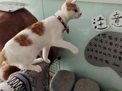 -平行世界·猫咖(首经贸店)