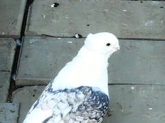 -东方时尚驾校(总部)