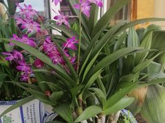 -三圣花乡旅游区