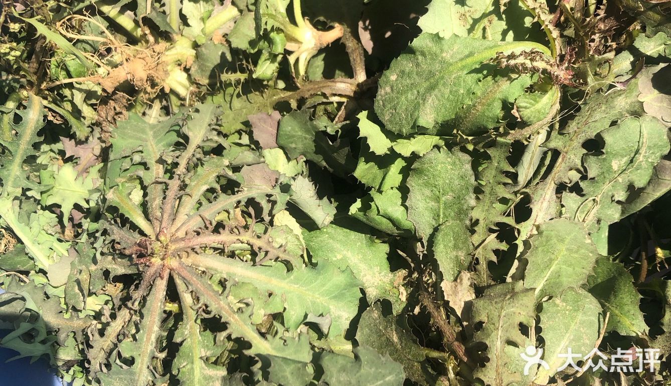 落落酱野菜摘起来