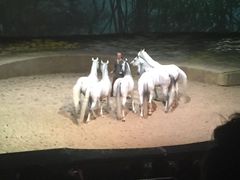 -cavalia·舞马