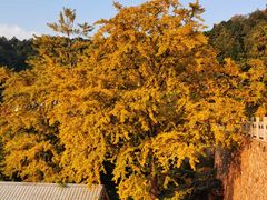-遵化市禅林寺古银杏风景园