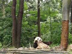 -中国大熊猫保护研究中心雅安碧峰峡基地