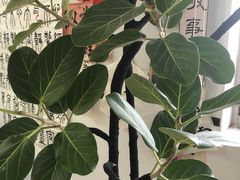 -曦辰书院·书法篆刻