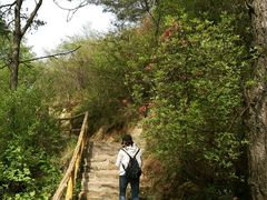 野生的杜鹃花很美-木兰云雾山