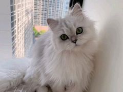 -安安宠医·安宠宠物医院