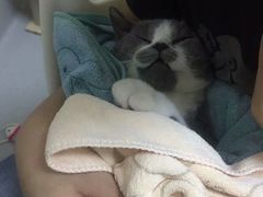 -谐和益家动物医院·免疫绝育·血液透析·宠保定点医院(高新伊藤分院)