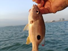 -鑫艋游艇海钓俱乐部