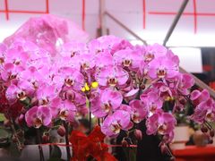 -越秀西湖花市(广州城市广场花卉店)
