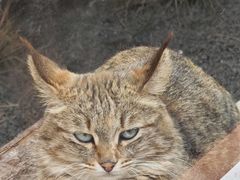 -青藏高原野生动物园