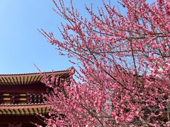 -庐山风景名胜区-东林大佛