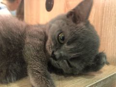 -BABIT巴比特宠物(MOMOPARK店)