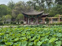 -莲湖公园