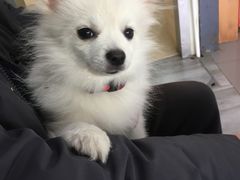 -爱侣宠医·鹦鹉专科·小型哺乳类·异宠专科(灵石路店)