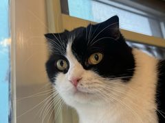 -猫小院猫主题餐厅(南锣旗舰店)