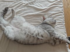 -瑞派福兴宠物医院犬猫全科·骨科·中西医结合(河东店)