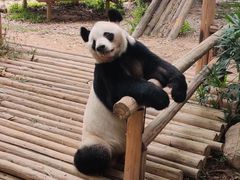 -深圳野生动物园