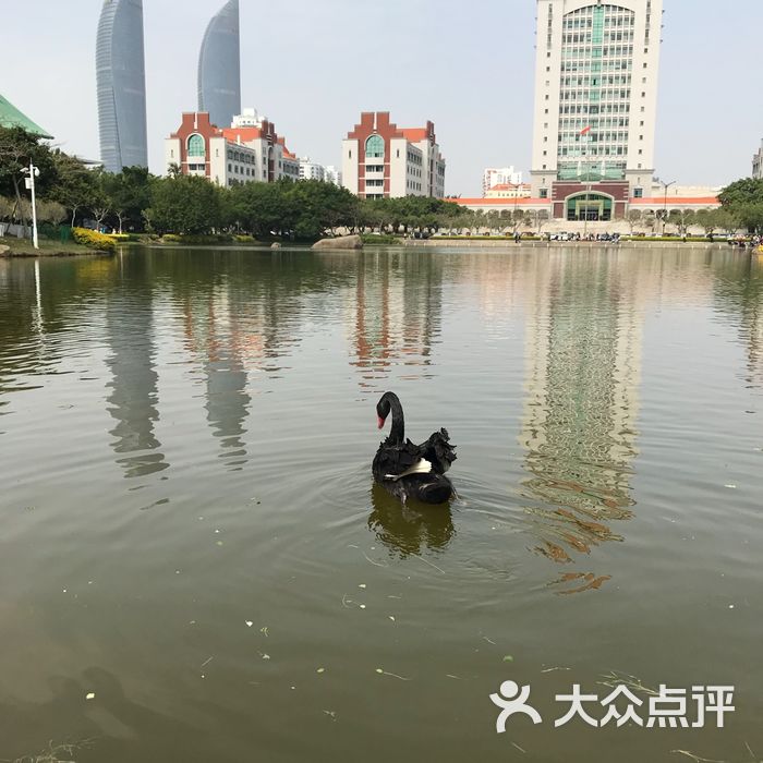 廈門大學芙蓉湖圖片-北京大學-大眾點評網