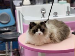 -FAELING PETS美天灵宠物(富力广场店)