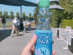 -富田农场