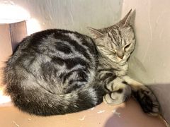 -猫儿山۰猫主题餐厅