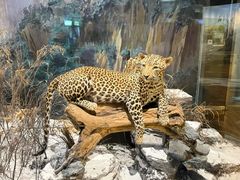 -陕西自然博物馆