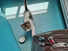 -北京观赏动物医院·24小时大型综合·猫专科·异宠专科
