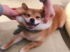 -逗柴咖啡屋·狗咖猫咖宠物桌游