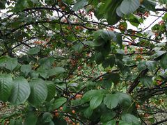 -樱桃山旅游景区