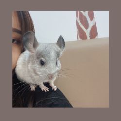 -Moni星球萌宠·小马宝莉·灵蛇·高端高阶全萌宠互动体验俱乐部(红豆国际广场店)