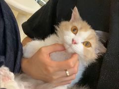 -momokira米努特·德文卷毛猫·棉花面纱犬