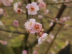 -都江堰玫瑰花溪谷