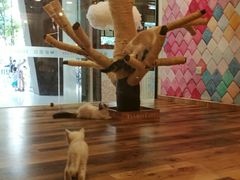 -袖虎·猫馆(体育西路店)