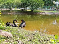 -长白岛森林公园