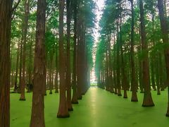 -渌洋湖湿地公园