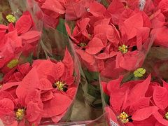 -双季花艺园艺市场(浦东店)