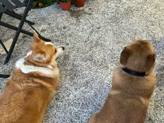 -肥朵食堂(带梦胡同店)